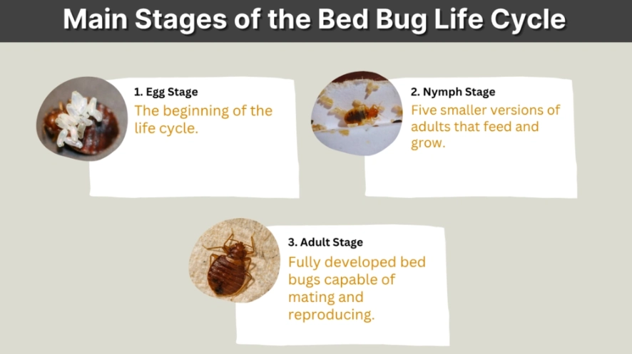 how long do bed bugs live