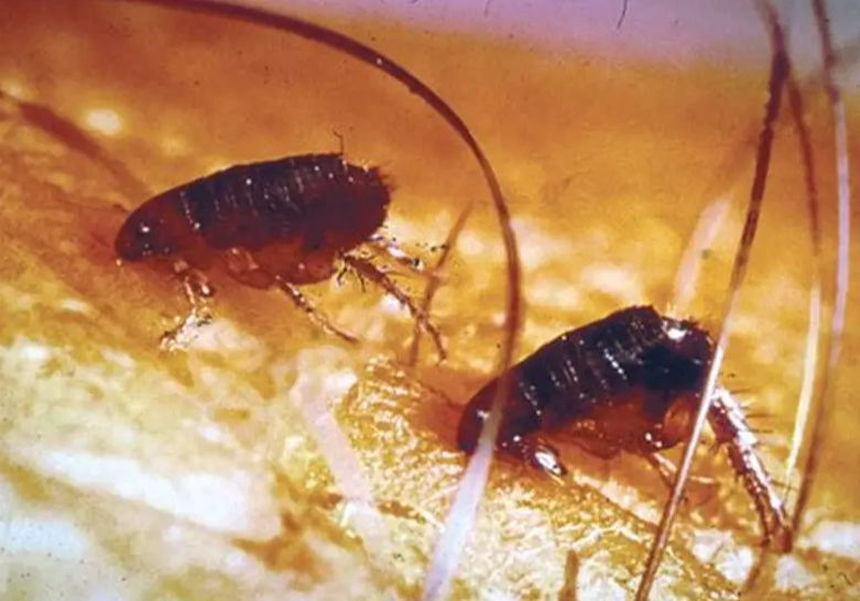 flea treatment for dogs