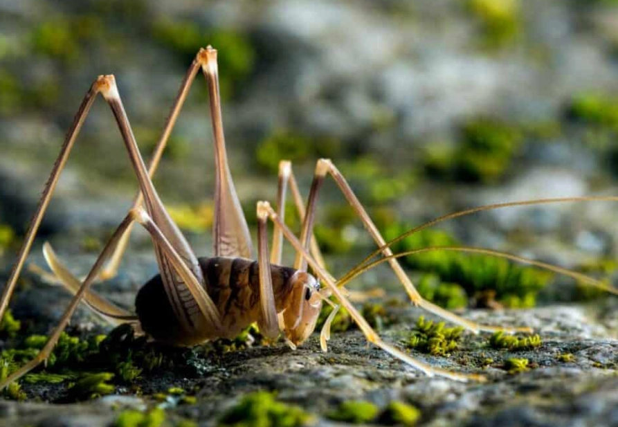 Camel Cricket Guide: Identification, Prevention, and Control