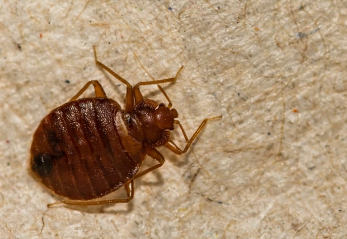 bed bug lifecycle