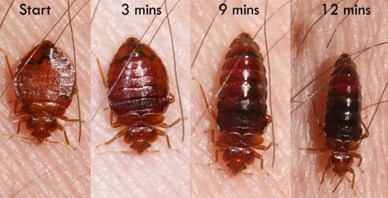 how do bed bugs spread