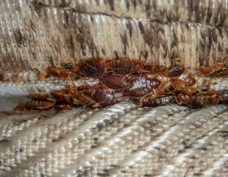 bed bug pictures