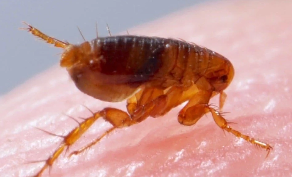 landlord responsibility fleas