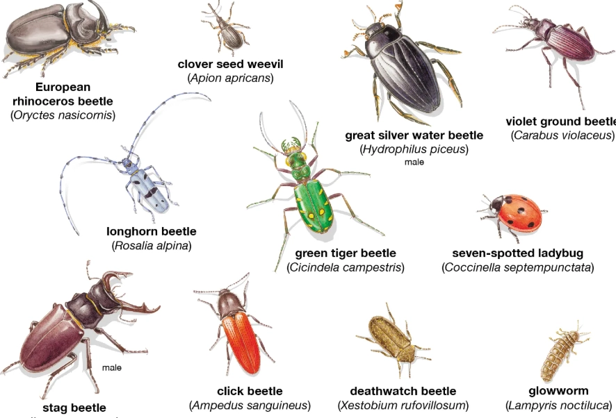 software bug identification