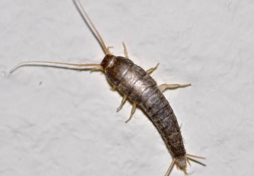 silverfish infestation