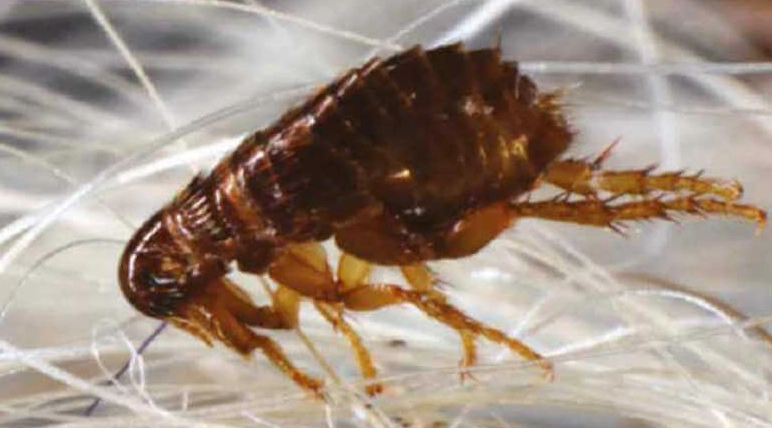 landlord responsibility fleas