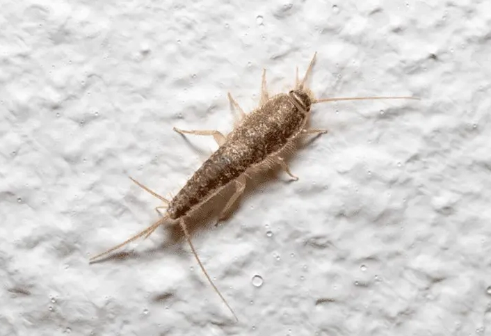 Silverfish Bug in House: Identification, Damage, and Proven Removal Strategies