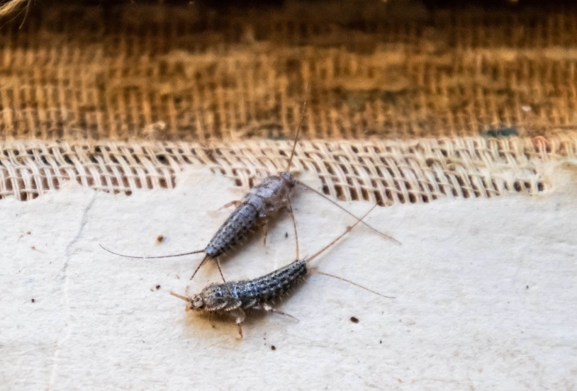 silverfish infestation