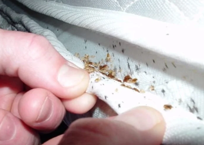 how can you get bed bugs