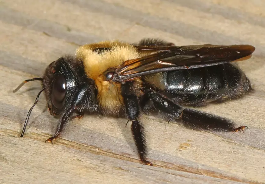 carpenter bee damage