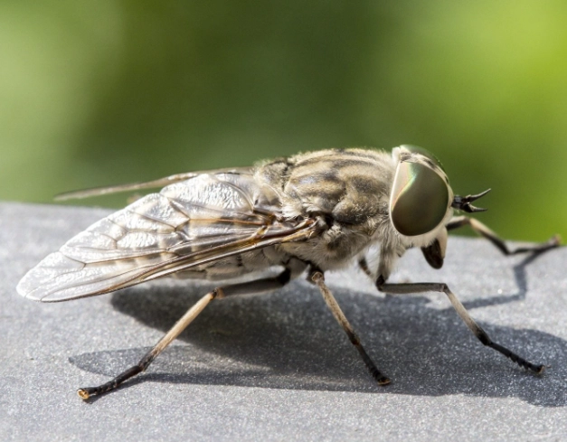 common fly species