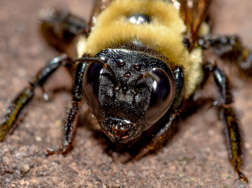 Carpenter Bees: Identification, Damage, and Safe Control Methods