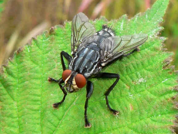 fly identification