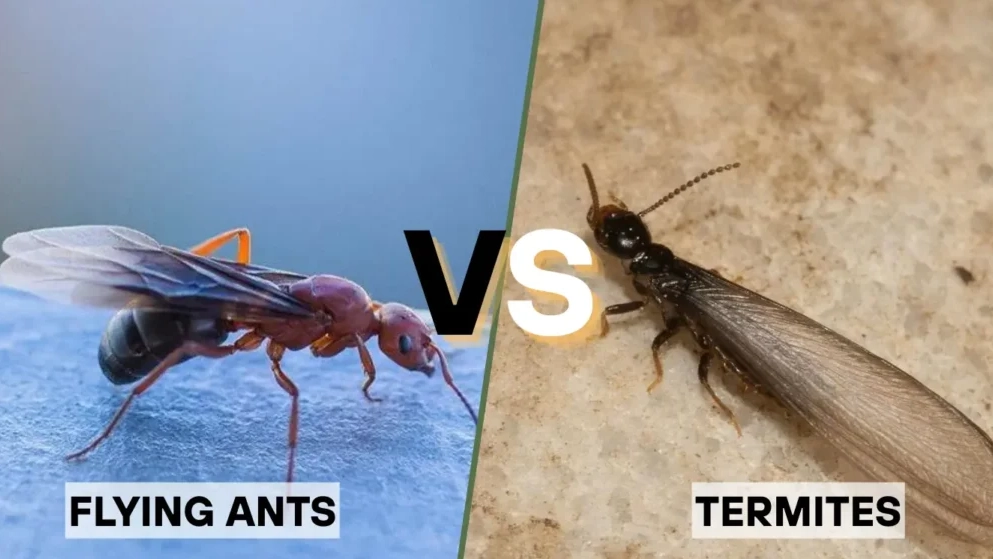 carpenter ants vs termites