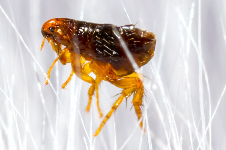 tenant rights flea infestation