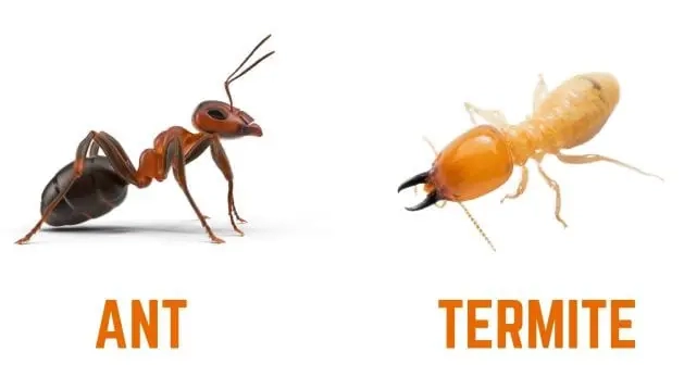 Termite vs Ant: How to Spot the Difference and Protect Your Home