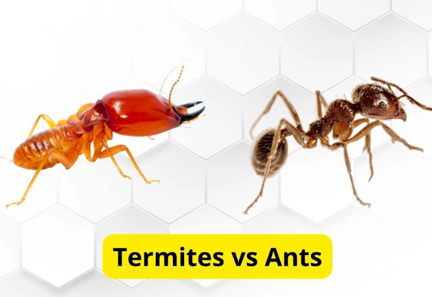flying ants vs termites
