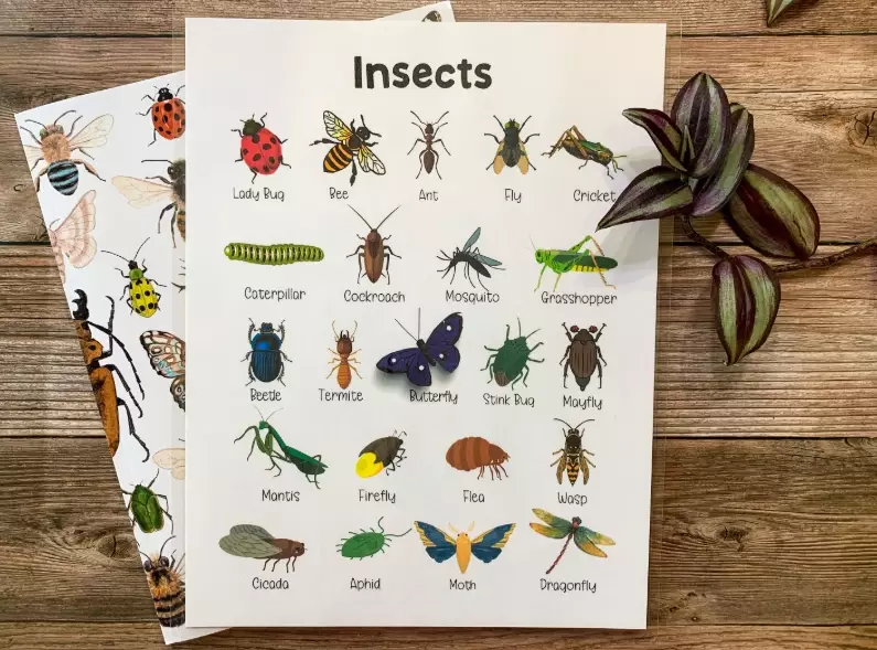 how to identify a bug in software