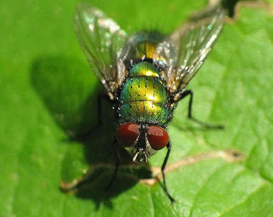 fly identification
