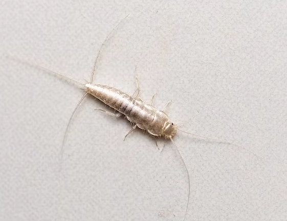 how to get rid of silverfish