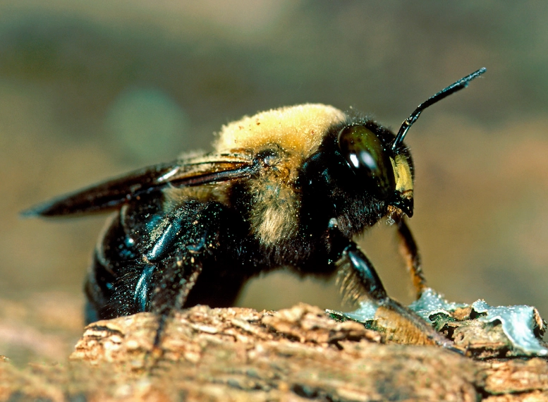 how to get rid of carpenter bees