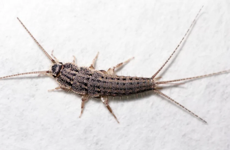 how to get rid of silverfish