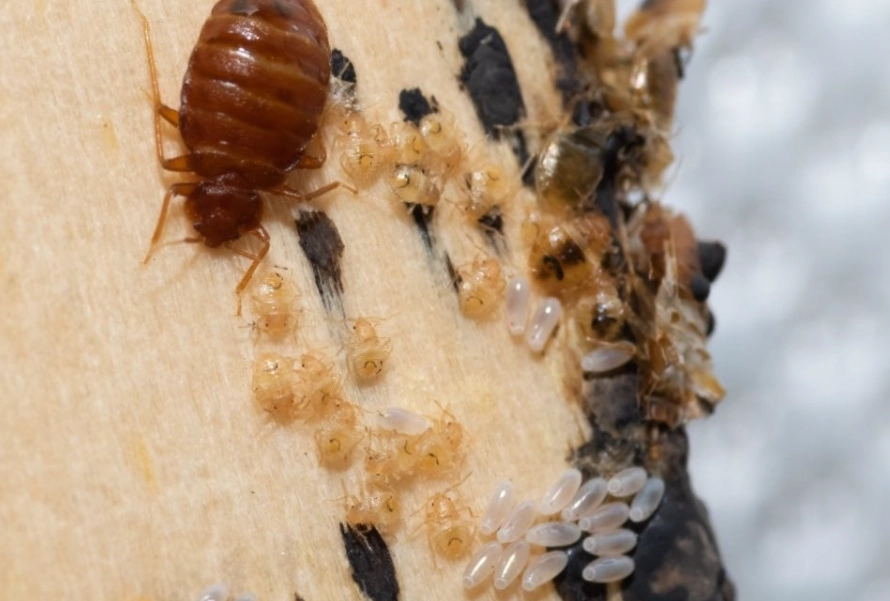 bed bug pictures