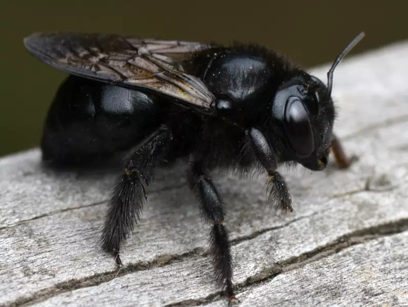 how to get rid of carpenter bees