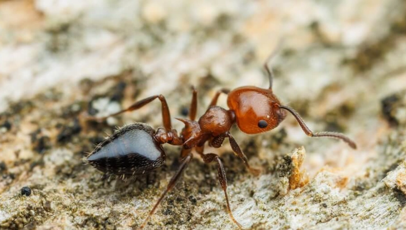 Big Red and Black Ants: How to Identify, Understand, and Deal with Them