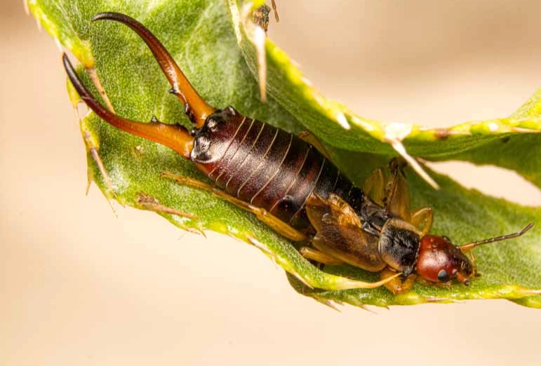how to get rid of earwigs