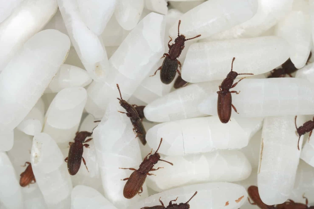 how to get rid of ants in kitchen