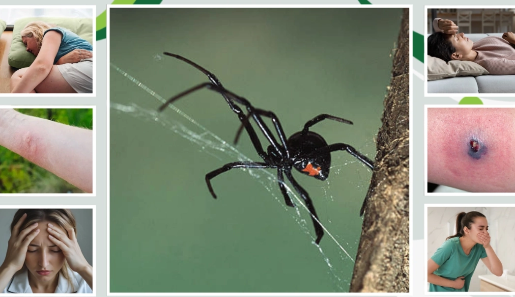 badumna insignis bite