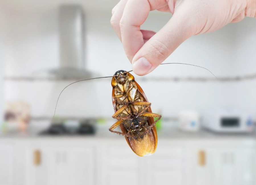 kitchen pest control