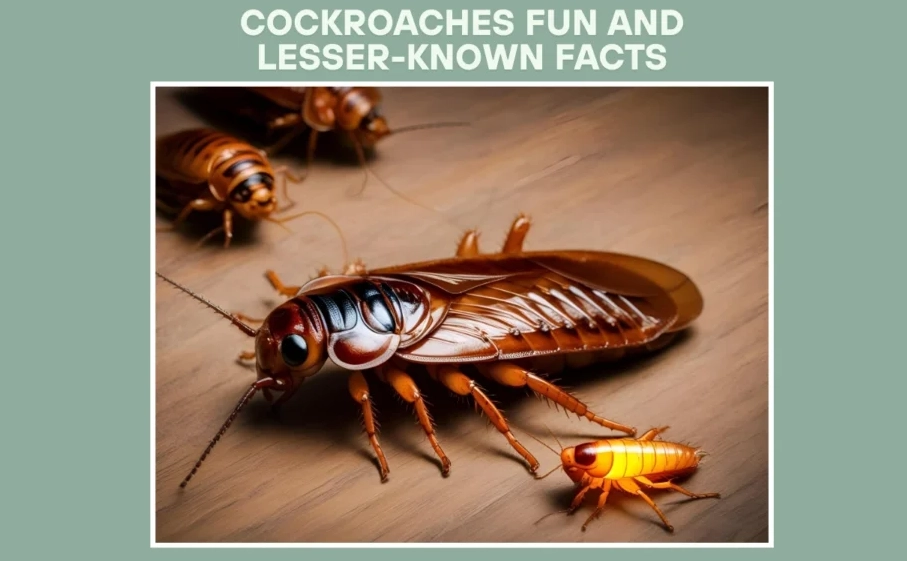 cockroach prevention