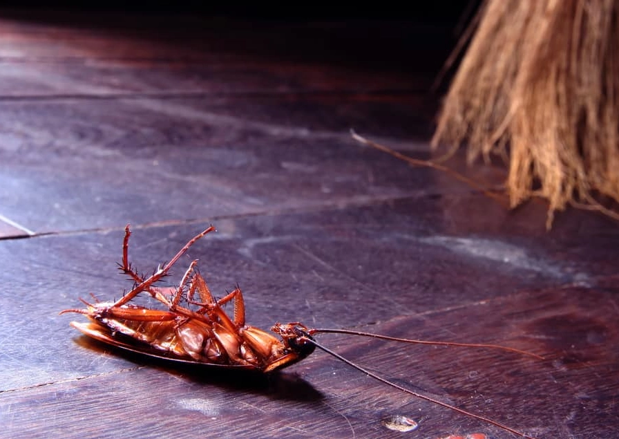 how to get rid of cockroaches