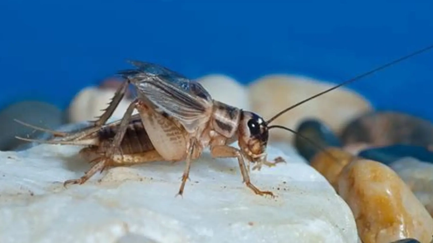 keeping crickets as pets