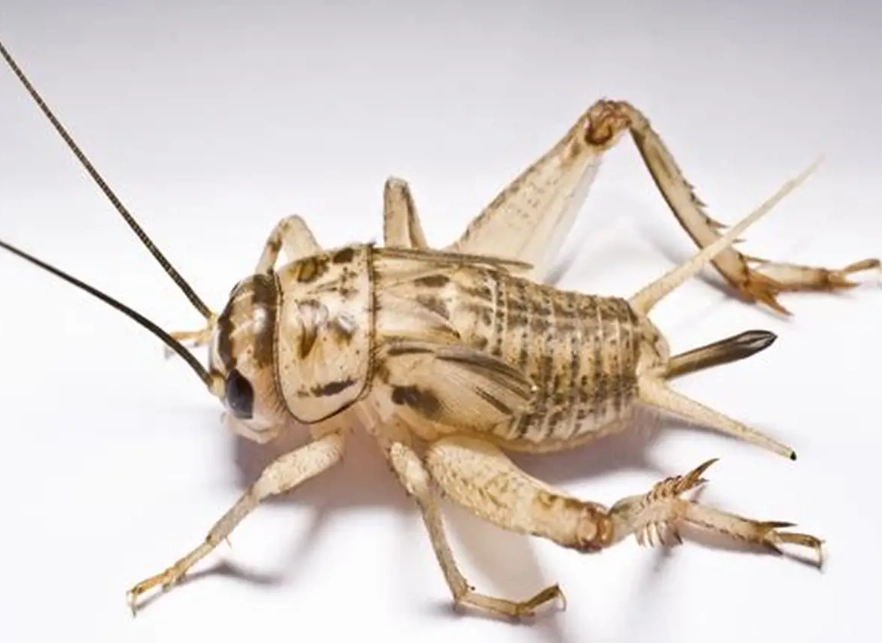 keeping crickets as pets