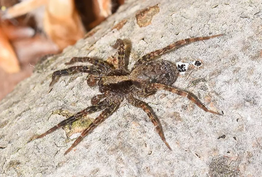 common house spiders