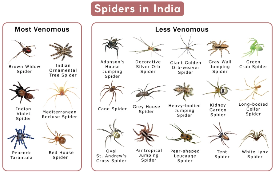 spider identification