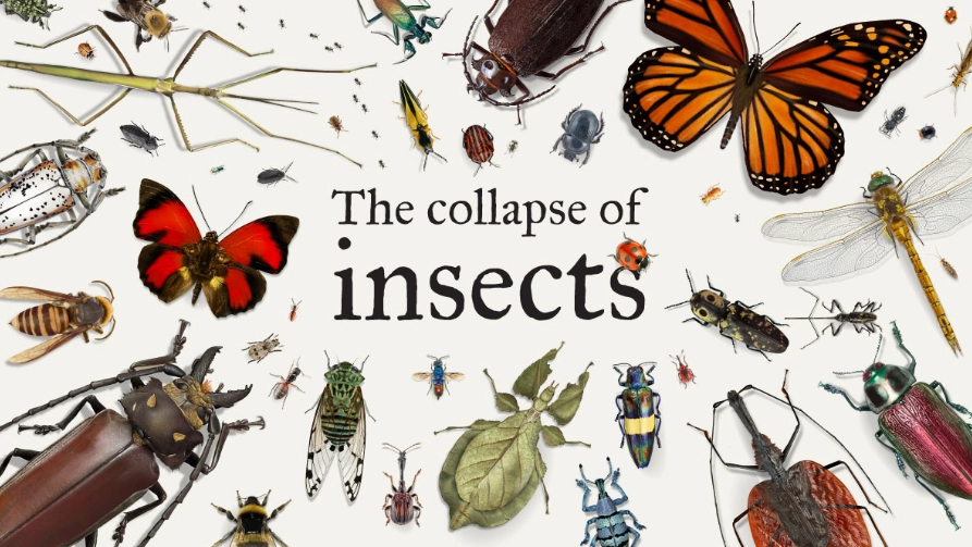 common household pests