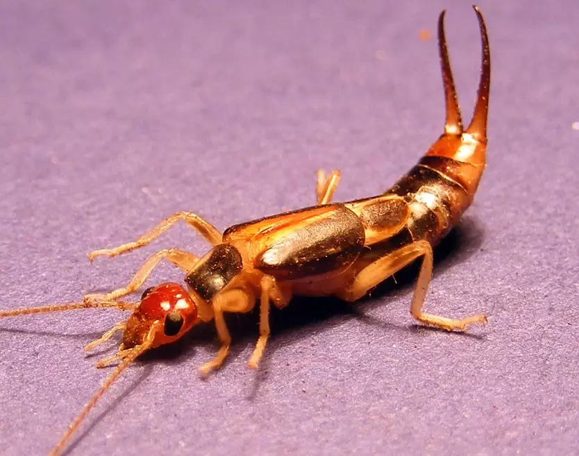 what does an earwig look like