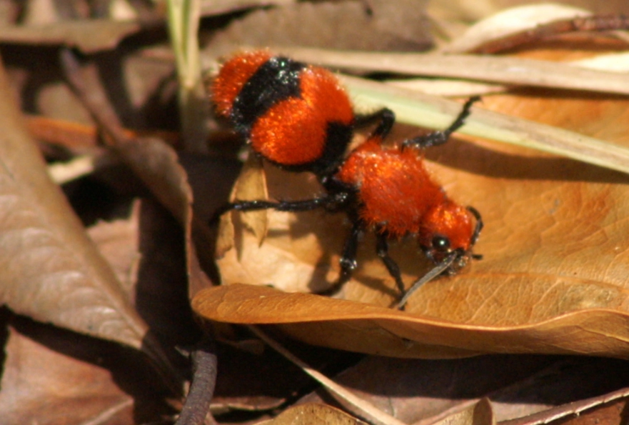 red and black ants in yard