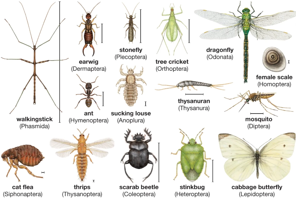 insect identifier