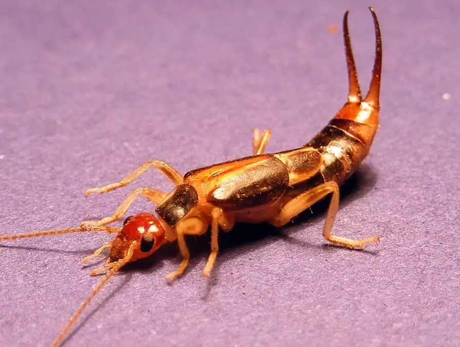 earwigs bug