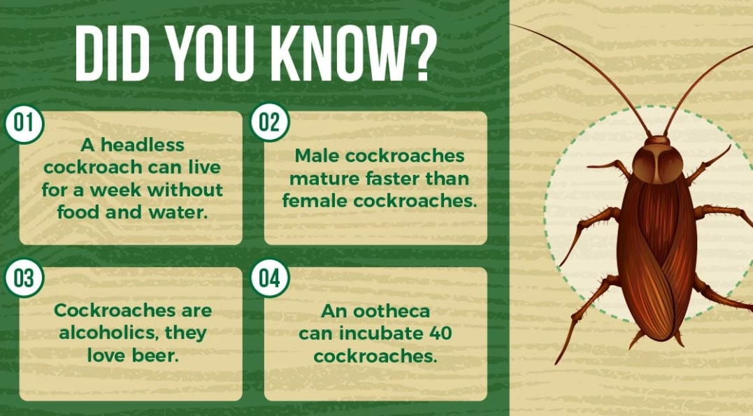 facts about roaches
