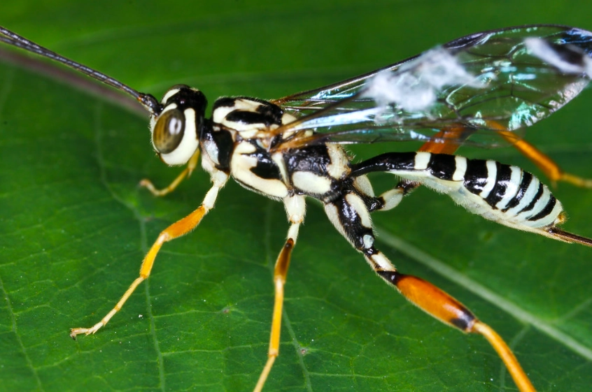 white-faced hornet