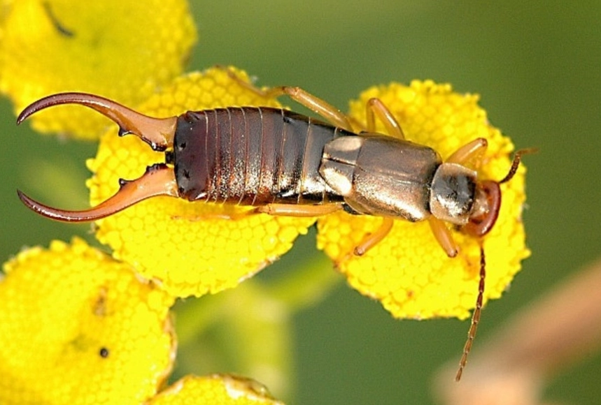 how to get rid of earwigs