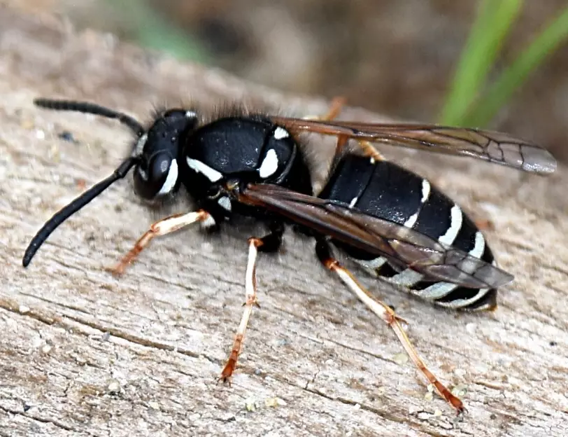 bald-faced hornet control