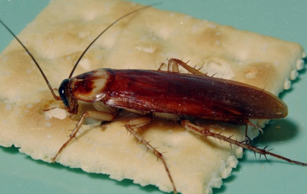 how to get rid of cockroaches