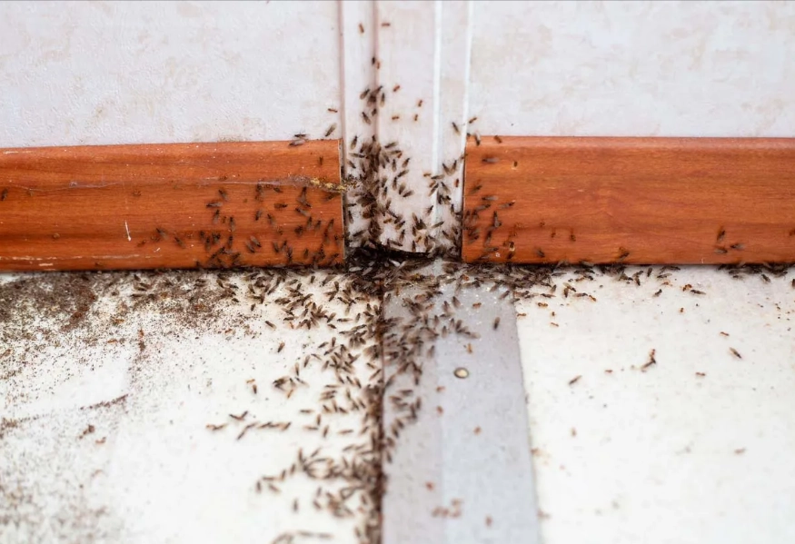 kitchen pest control